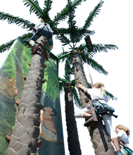 تحميل الصورة إلى عارض المعرض، Coconut Climbing
